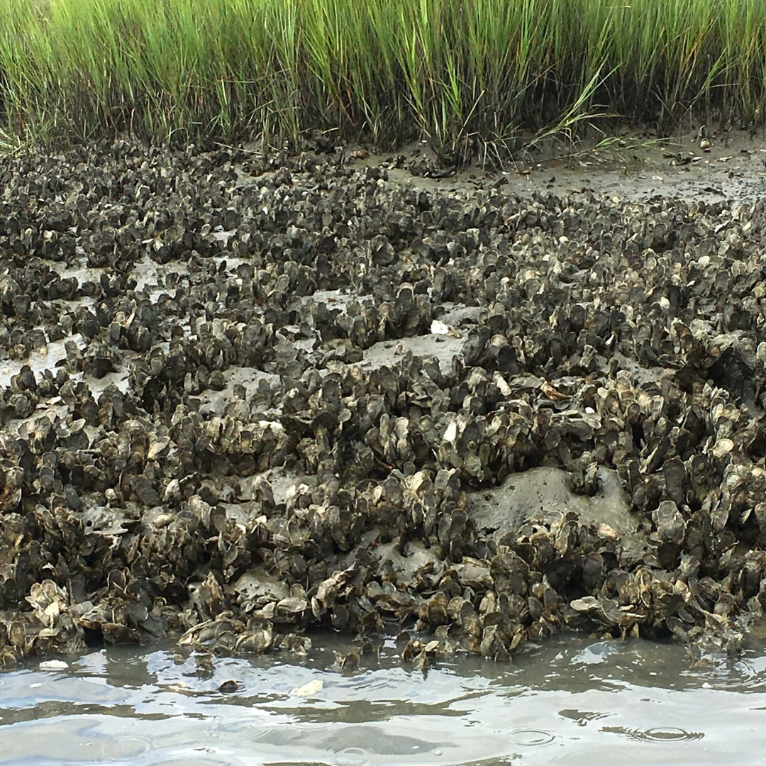 Oyster Preservation